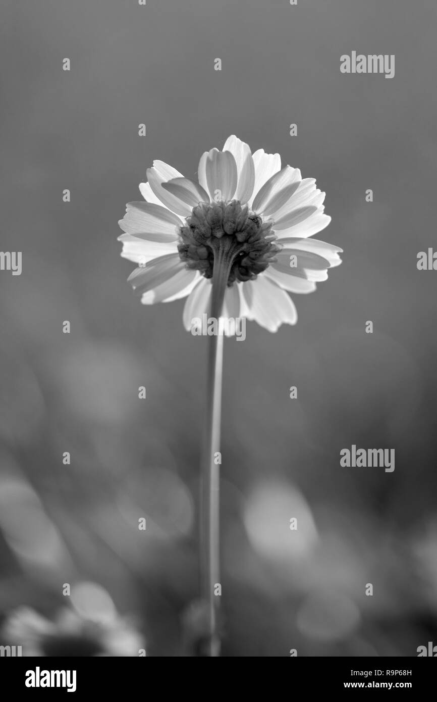 In bianco e nero di fiori selvatici macro. DOF poco profondo. Foto Stock
