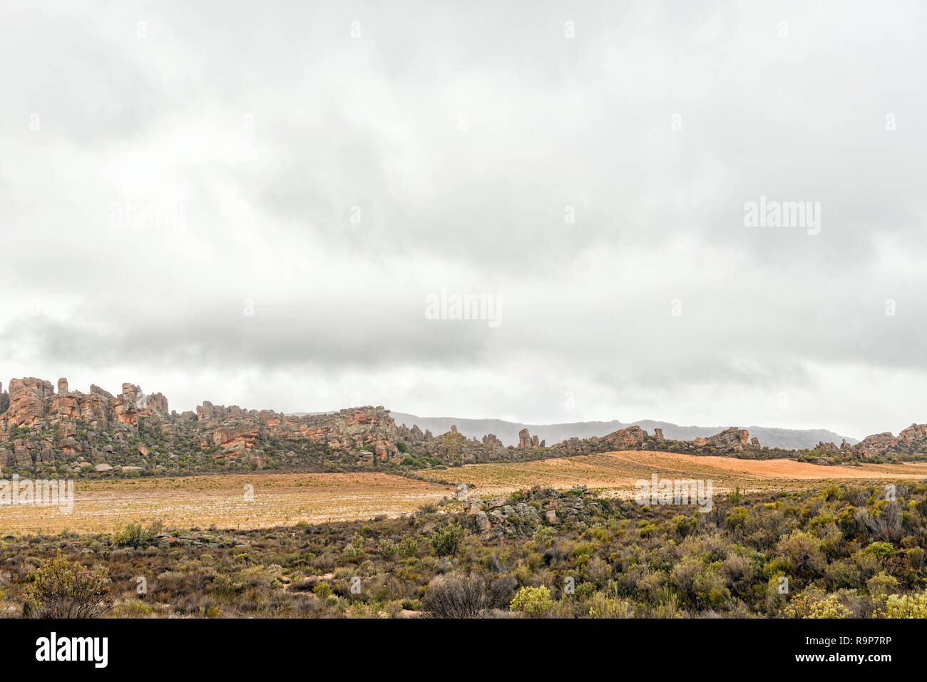 Rooibos piantagioni di tè accanto alla strada tra Eselbank e Wupperthal del Cederberg montagne della provincia del Capo occidentale Foto Stock