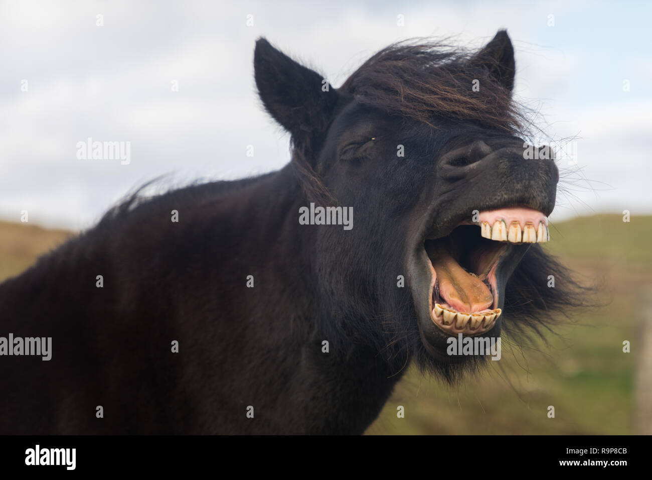 Free range pony Shetland, isole Shetland Foto Stock