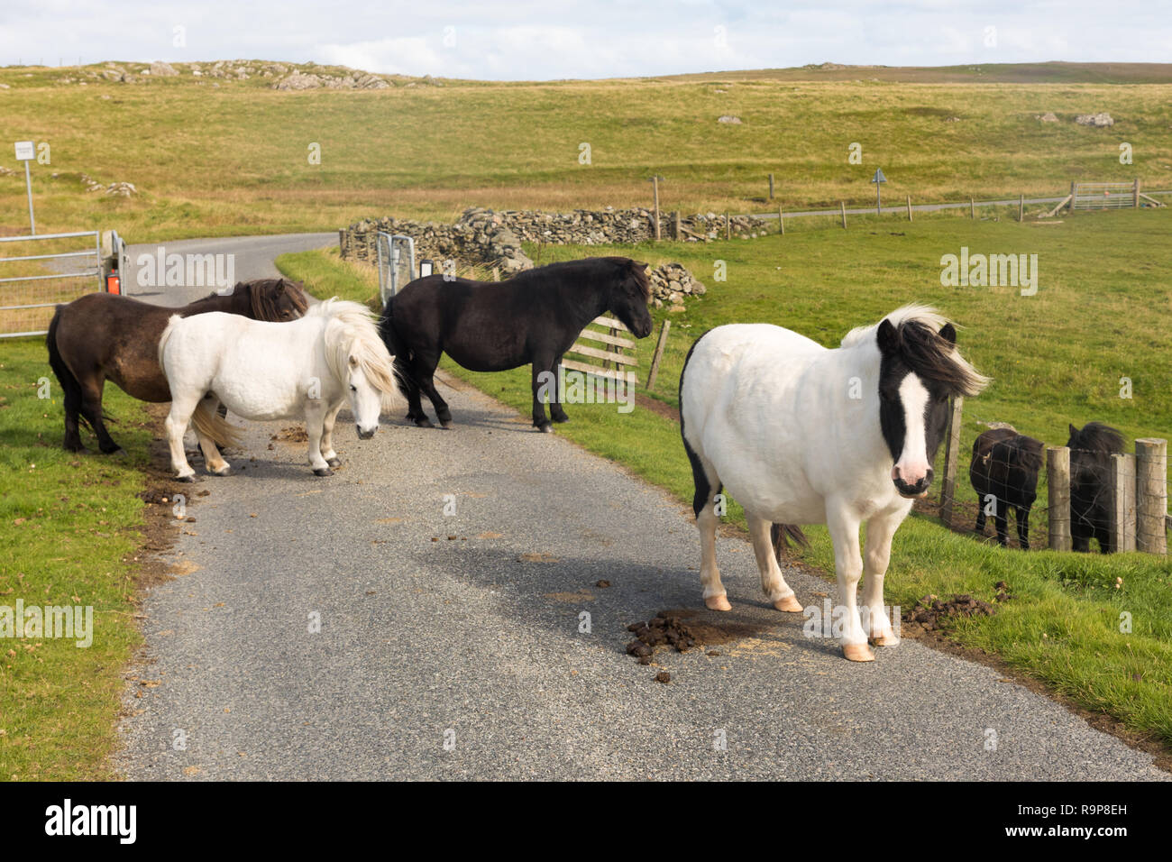 Free range pony Shetland, isole Shetland Foto Stock