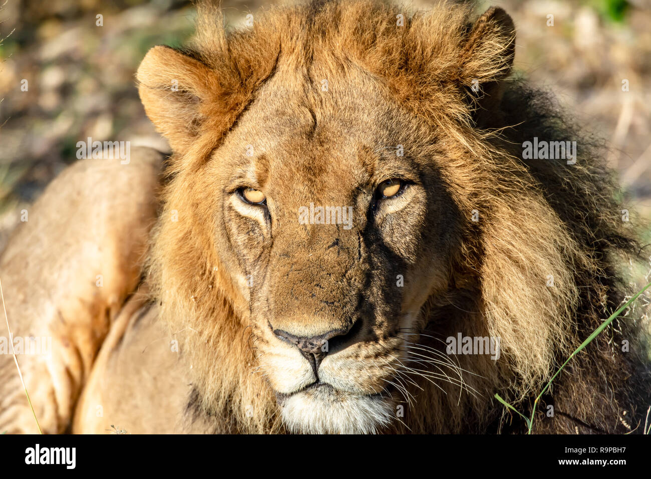 Leone africano (Panthera leo melanochaita) di appoggio in Botswana. La specie è sul resto dell'IUCN, elenco stato come vulnerabili. Foto Stock