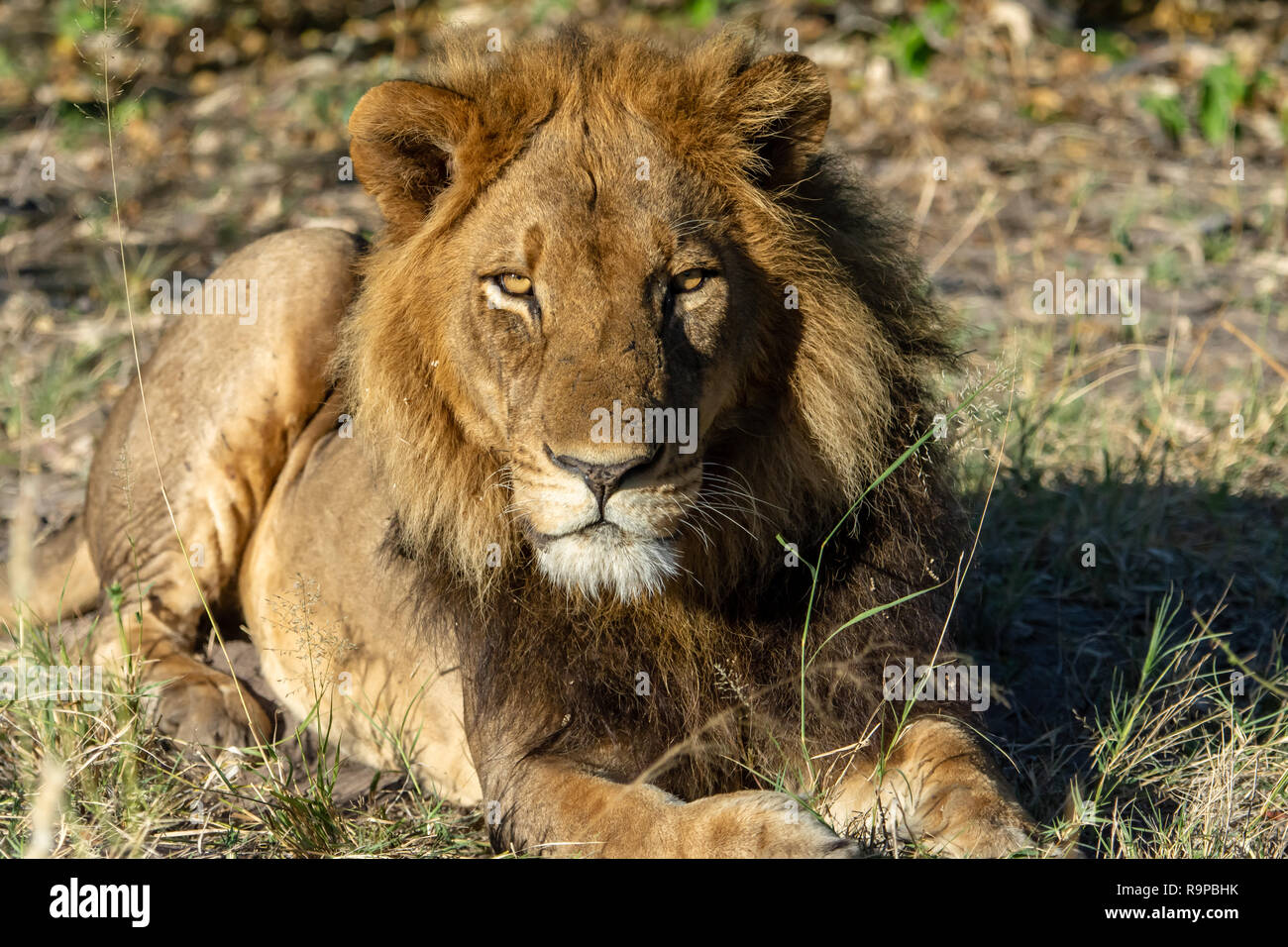 Leone africano (Panthera leo melanochaita) di appoggio in Botswana. La specie è sul resto dell'IUCN, elenco stato come vulnerabili. Foto Stock