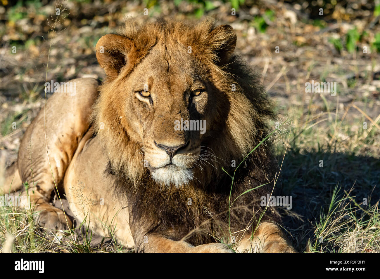 Leone africano (Panthera leo melanochaita) di appoggio in Botswana. La specie è sul resto dell'IUCN, elenco stato come vulnerabili. Foto Stock