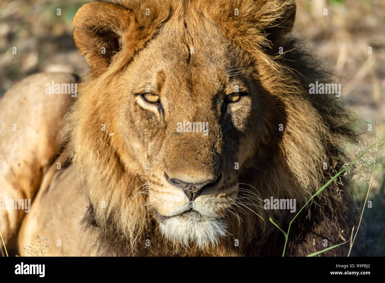 Leone africano (Panthera leo melanochaita) di appoggio in Botswana. La specie è sul resto dell'IUCN, elenco stato come vulnerabili. Foto Stock