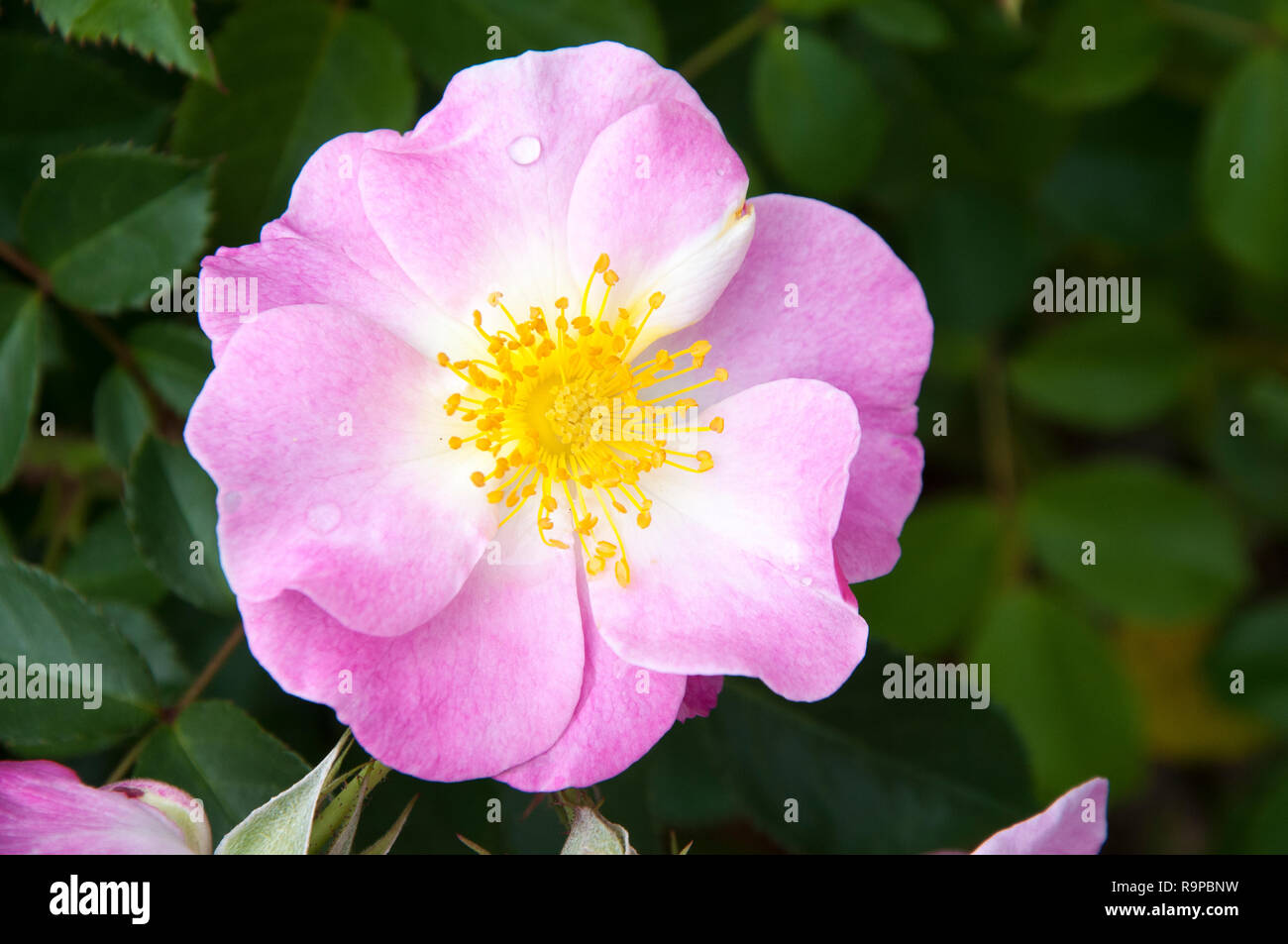 "Sogno di Lavanda" Single rose, Melbourne, Australia Foto Stock