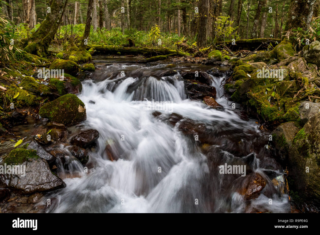 Flusso in Kamikochi, Alpi Giapponesi, Chubu Sangaku National Park Foto Stock