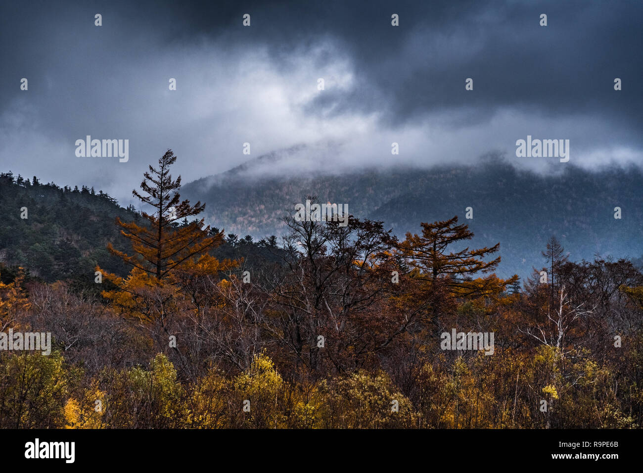 In Kamikochi Autunno, Alpi Giapponesi, Chubu Sangaku National Park Foto Stock