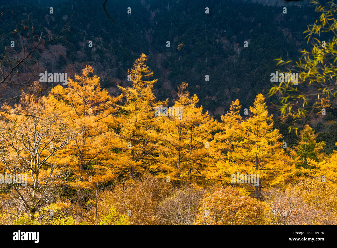 In Kamikochi Autunno, Alpi Giapponesi, Chubu Sangaku National Park Foto Stock