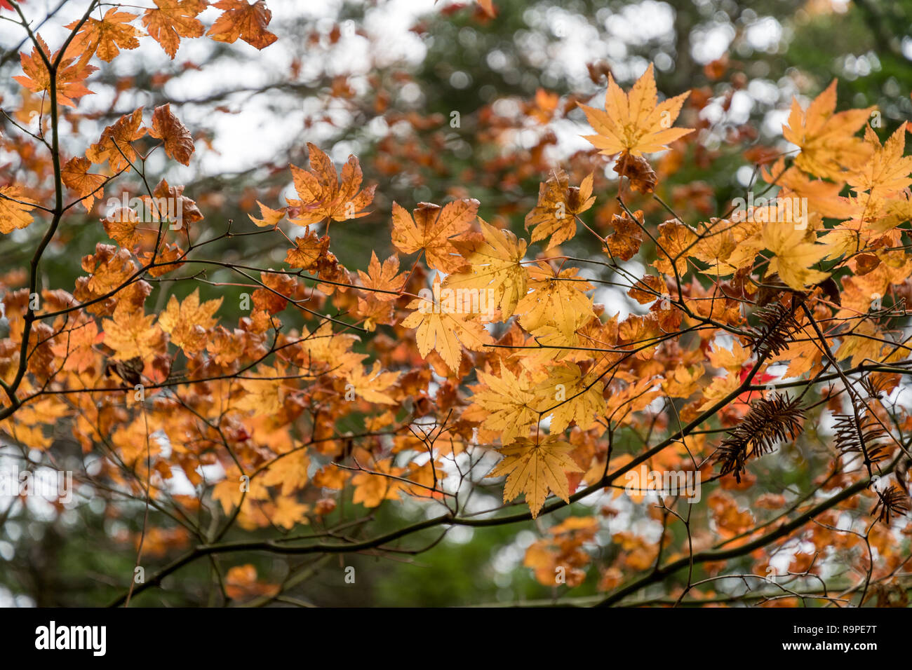 In Kamikochi Autunno, Alpi Giapponesi, Chubu Sangaku National Park Foto Stock