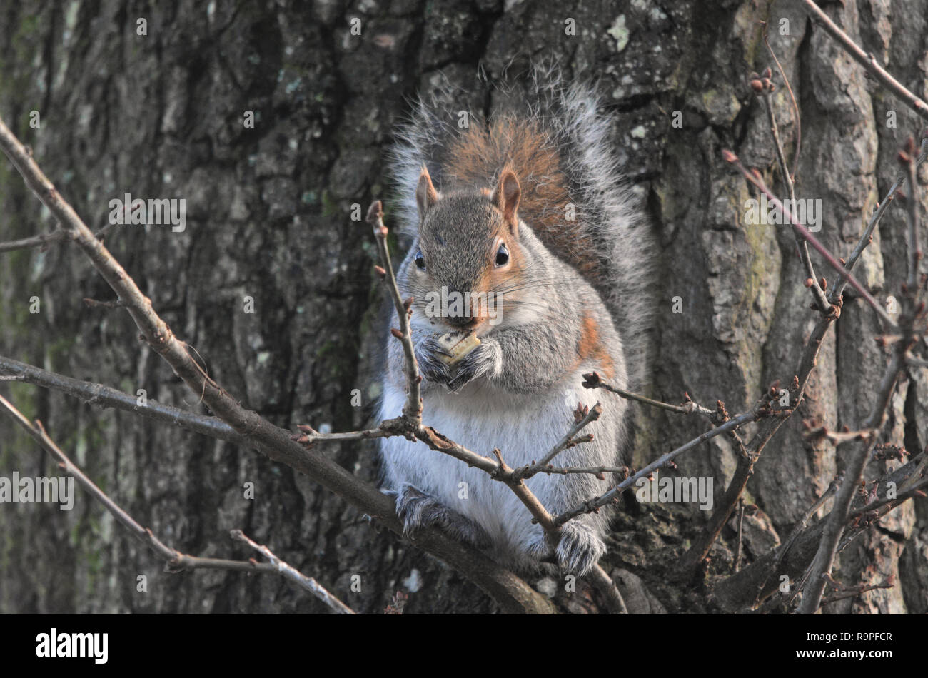 Wild squirrel / scoiattolo grigio (UK) Foto Stock