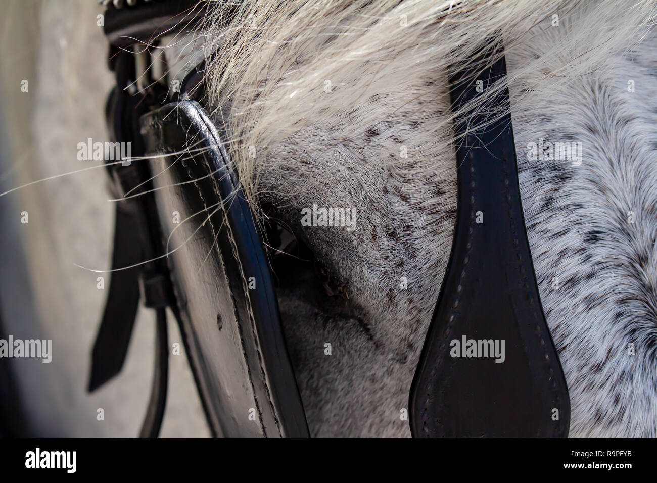 Approccio della testa di un cavallo bianco con il relativo cablaggio. Animale domestico Foto Stock