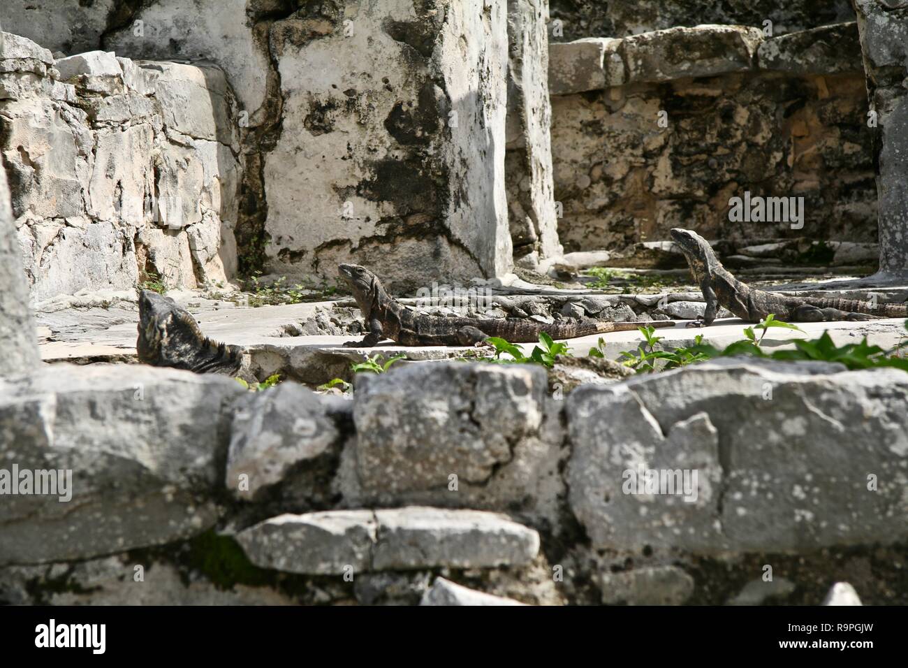 Iguana sunning stessi sulla pietra calda resti in Messico Foto Stock