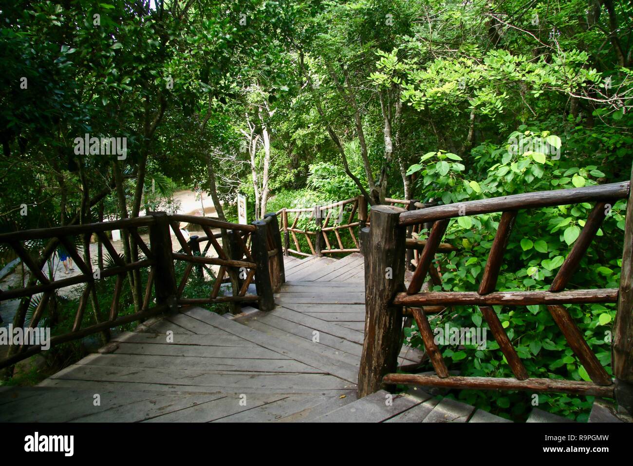 Una passerella di legno scala attraverso la giungla Foto Stock