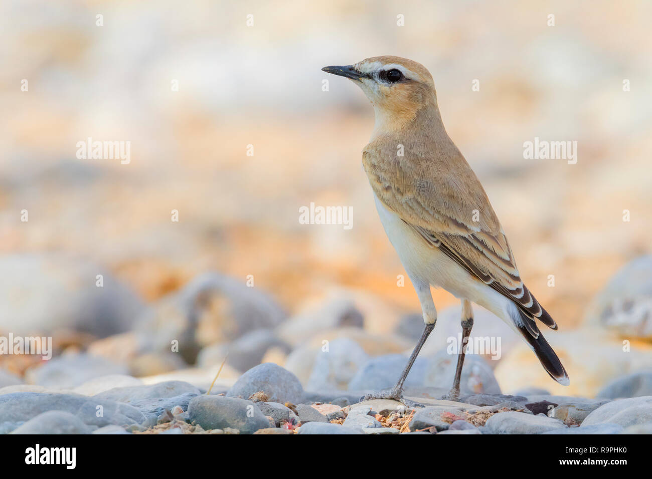 Isabelline culbianco (Oenanthe isabellina), adulto in piedi sul groundin Oman Foto Stock