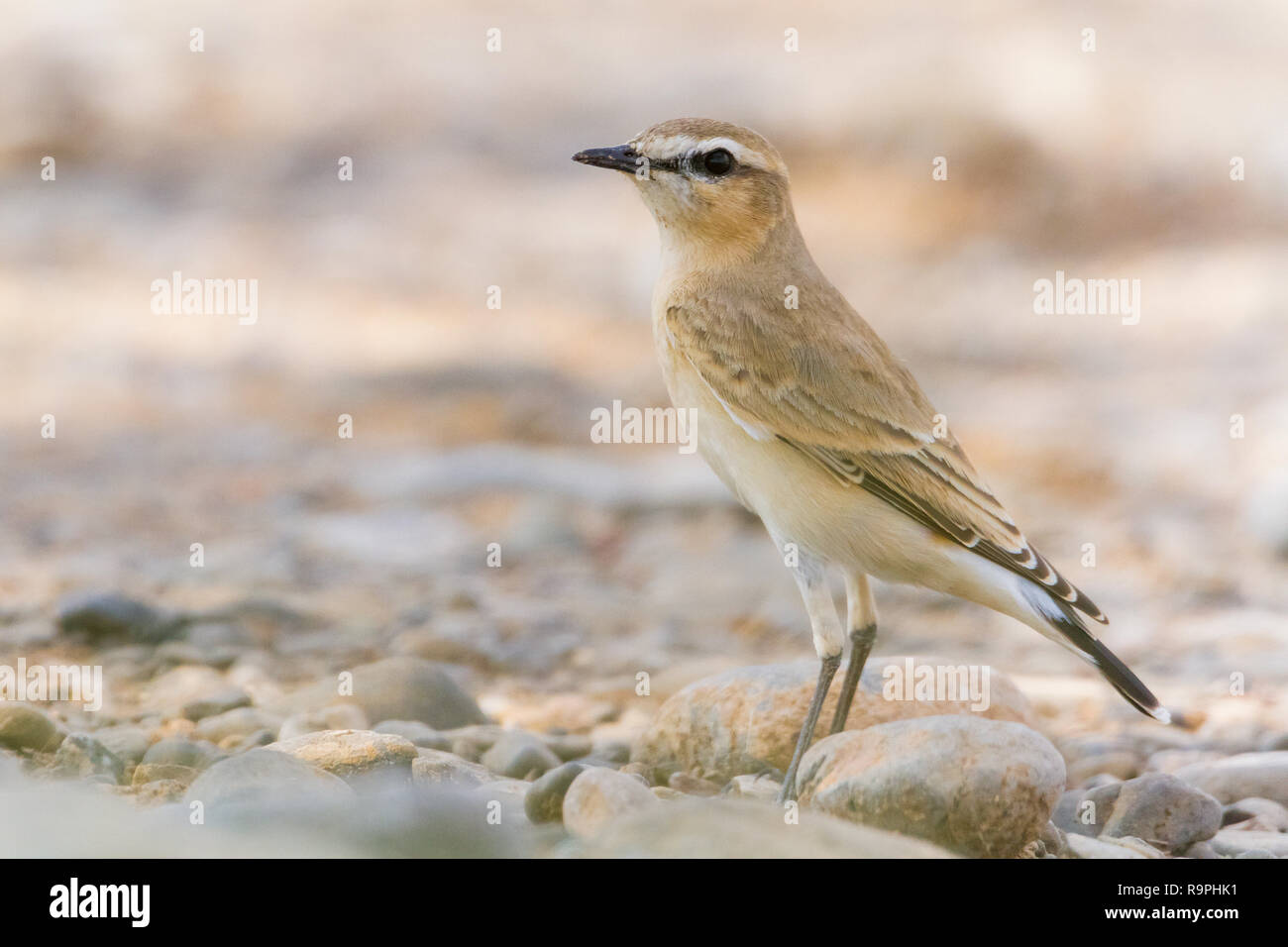 Isabelline culbianco (Oenanthe isabellina), la vista laterale di un adulto in piedi sul groundin Oman Foto Stock