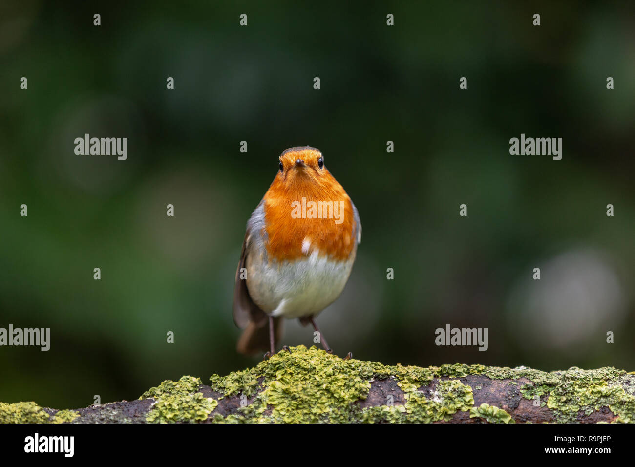 Robin, Erithacus rubecula, appollaiato su un ramo Foto Stock