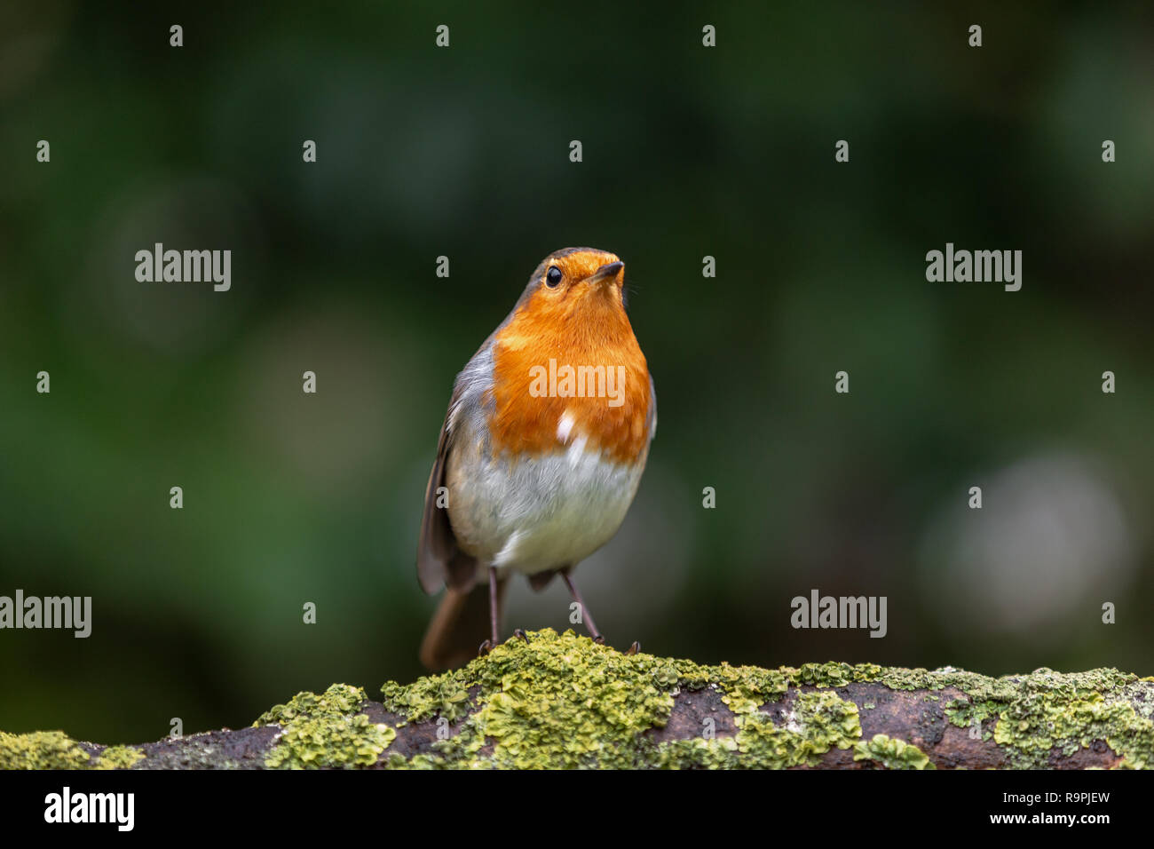 Robin, Erithacus rubecula, appollaiato su un ramo Foto Stock