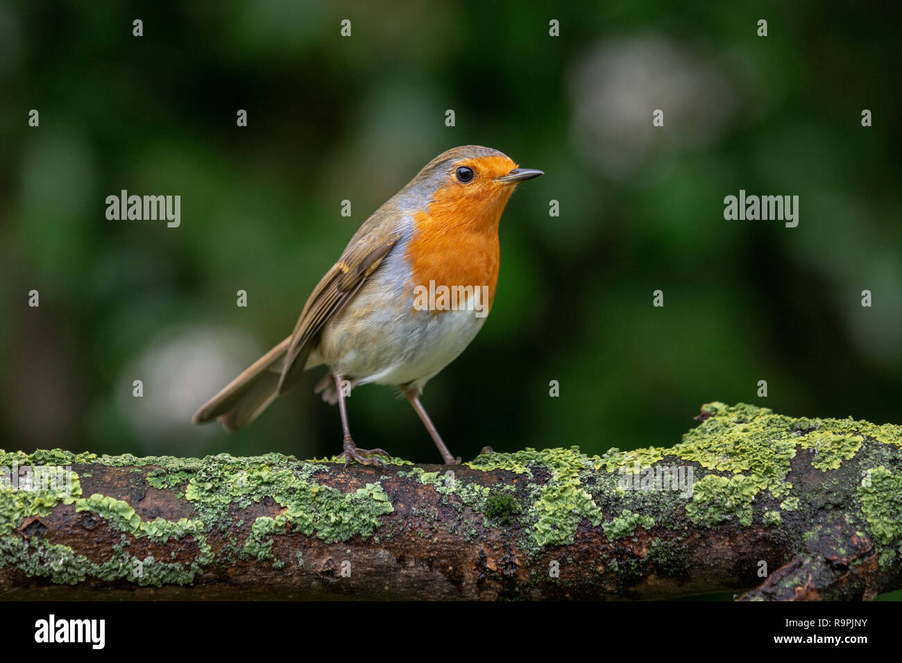 Robin, Erithacus rubecula, appollaiato su un ramo Foto Stock