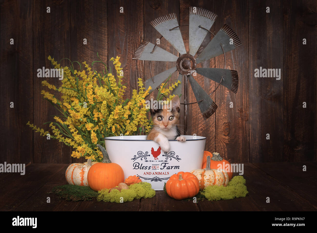 Adorabile cucciolo di calico in Fattoria impostazione a tema Foto Stock