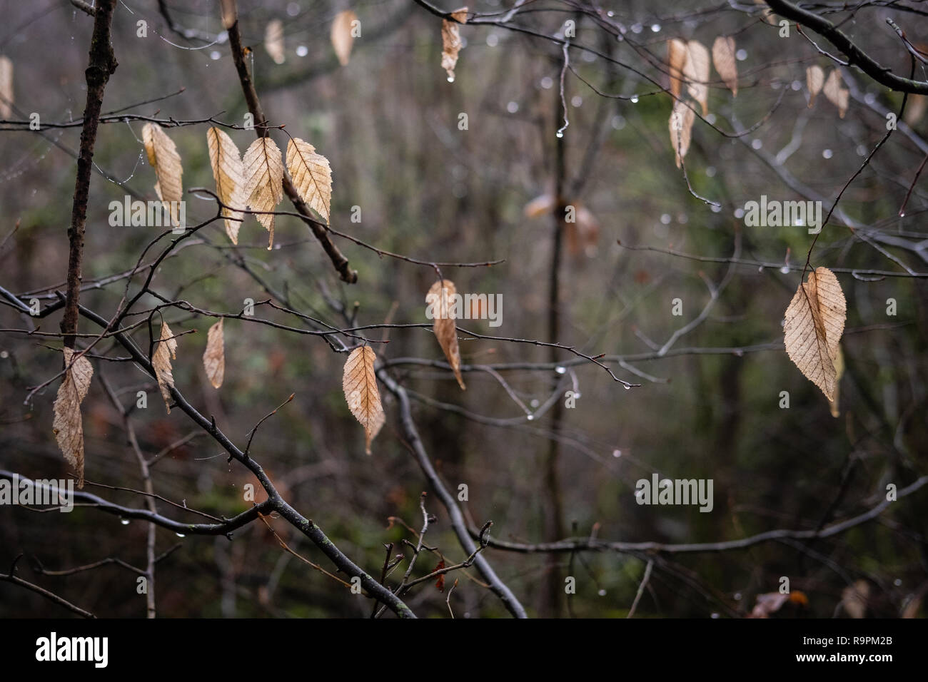 Foglie di giallo in una struttura ad albero Foto Stock