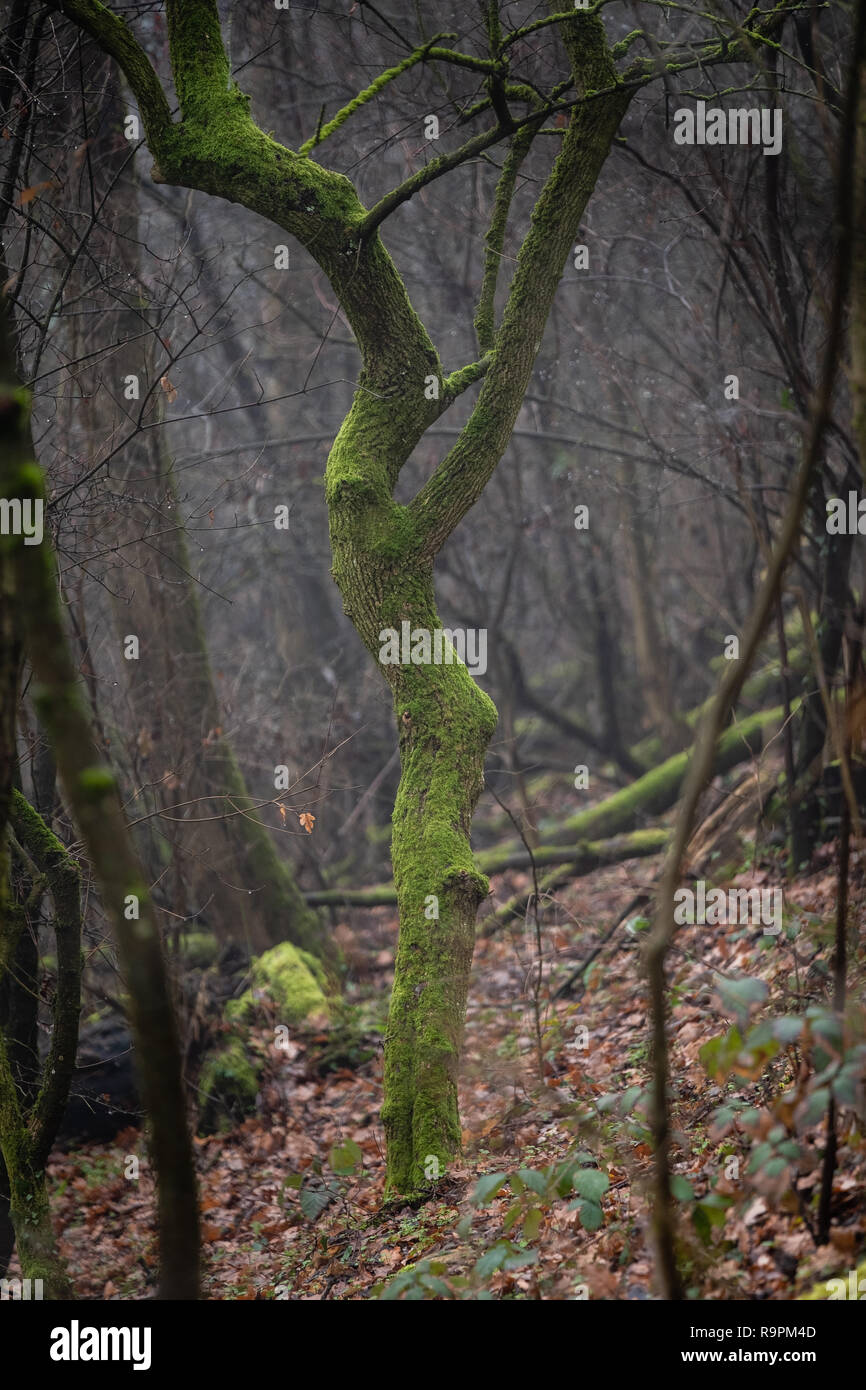 Struttura della foresta con verde muschio Foto Stock