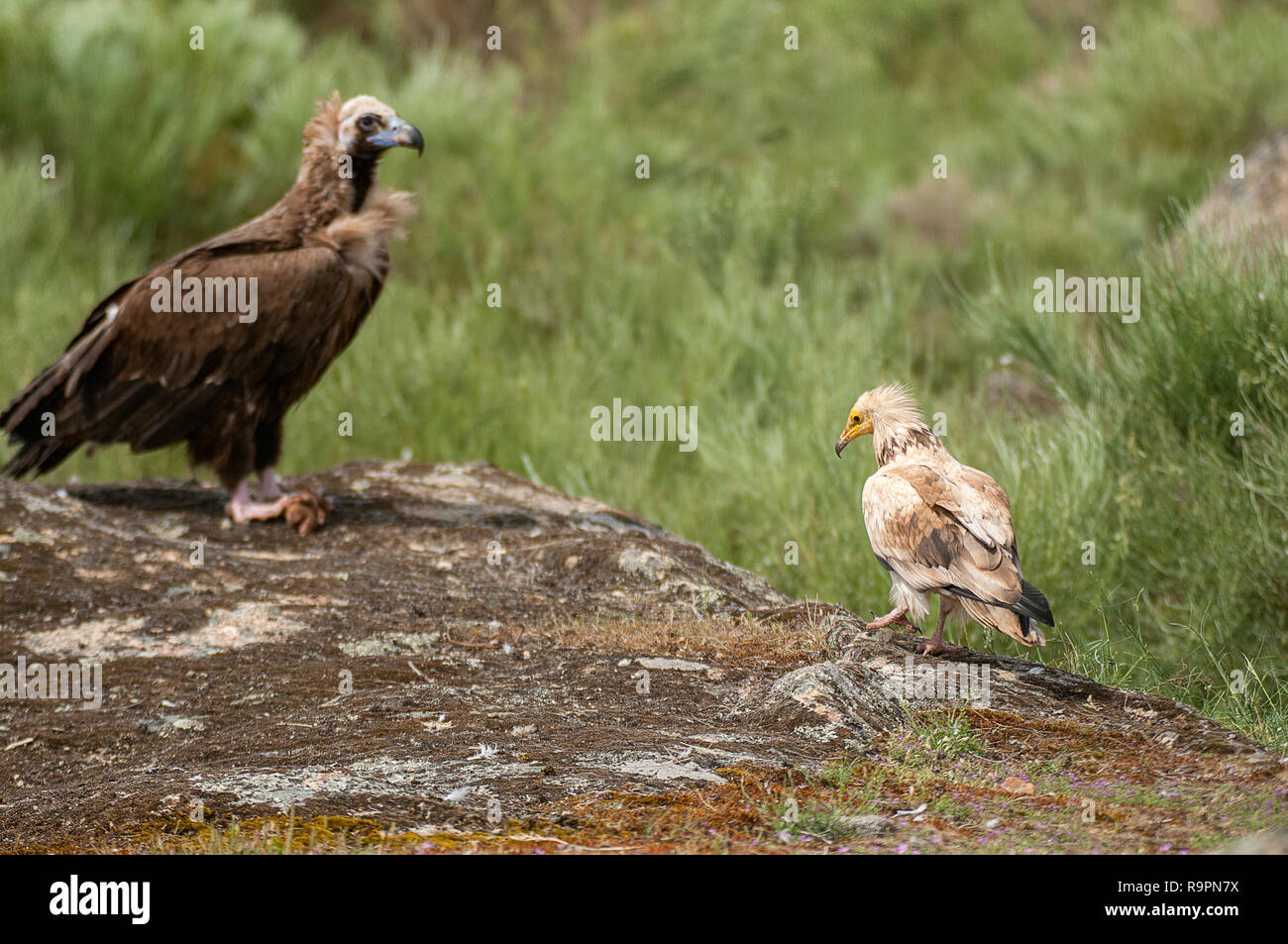 Avvoltoio Capovaccaio (Neophron percnopterus), avvoltoio Cinereous Aegypius monachus, carrion uccelli, Spagna Foto Stock