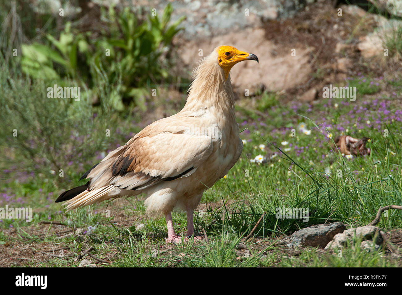 Avvoltoio Capovaccaio (Neophron percnopterus), scavenger bird in piedi sul suolo Foto Stock