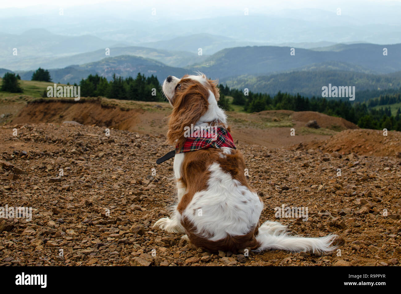 Cane Cavalier King Charles Spaniel con royal stewart sciarpa, è la visione di un paesaggio dalla sommità del Kopaonik mountain, Serbia Foto Stock