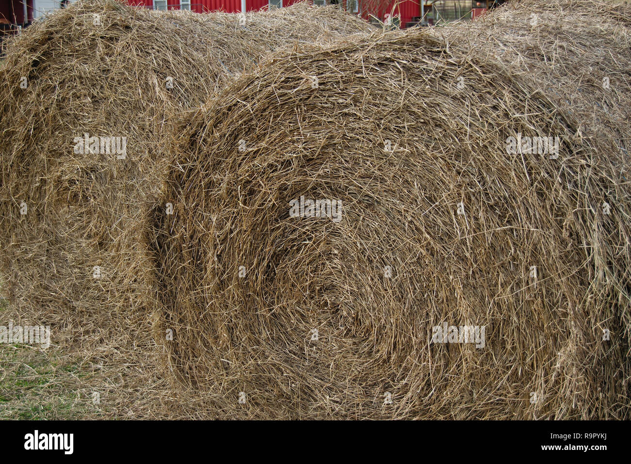 Due round hay bails closeup Foto Stock