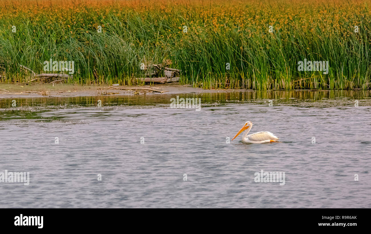 Pellicano bianco nel lago Utah contro erba spessa Foto Stock