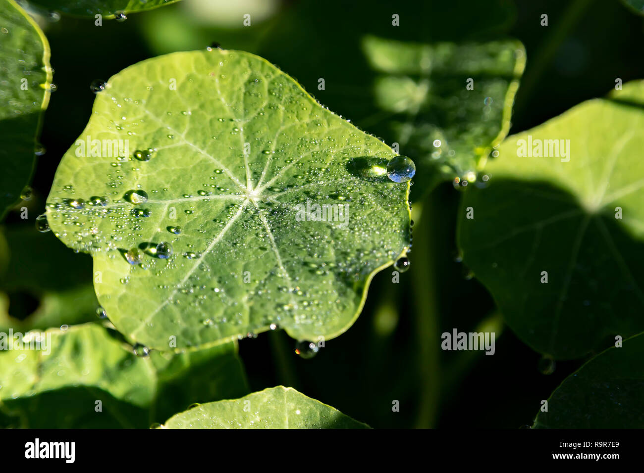 Round foglia di una pianta con grandi gocce di rugiada su a sfocare lo sfondo di colore verde di close-up Foto Stock
