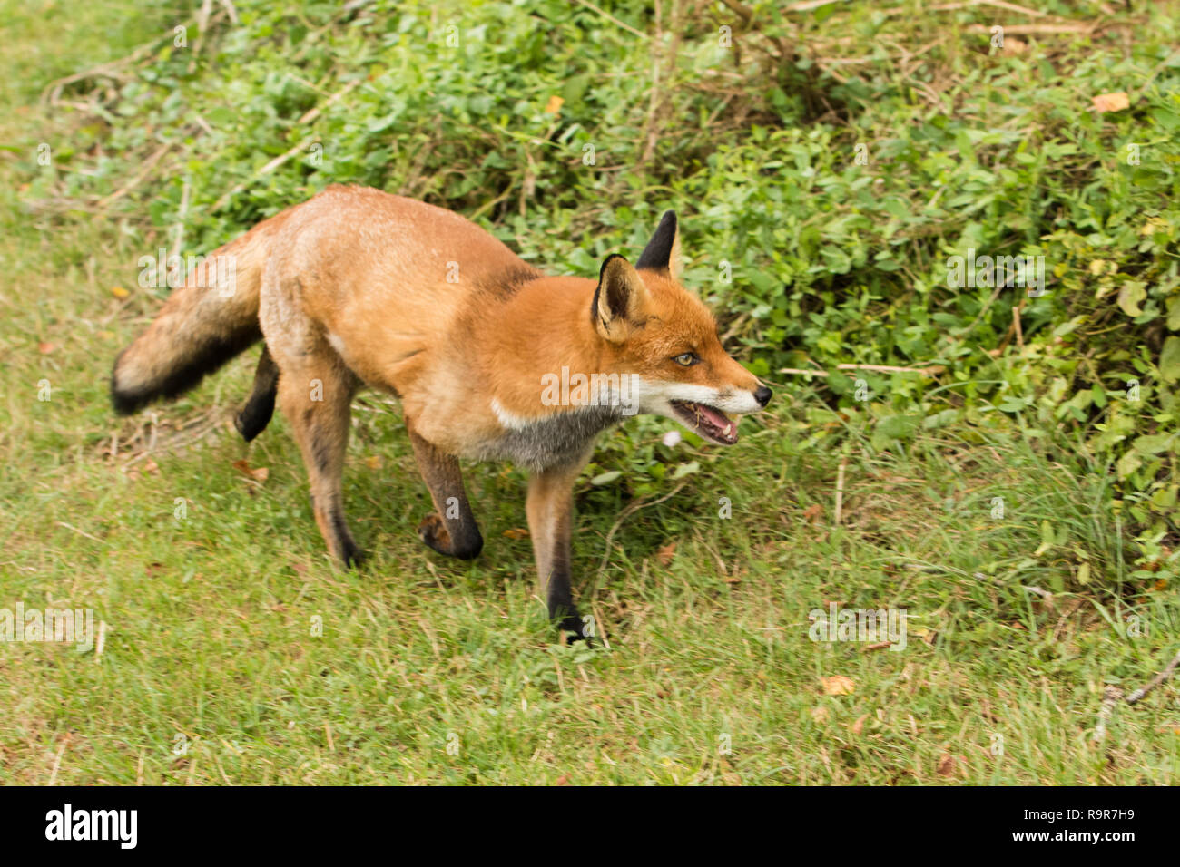 Fox a piedi lungo un percorso erboso in estate Foto Stock