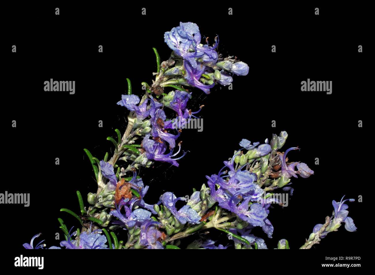 Il rosmarino (rosmarinus officinalis) blooming close-up Foto Stock