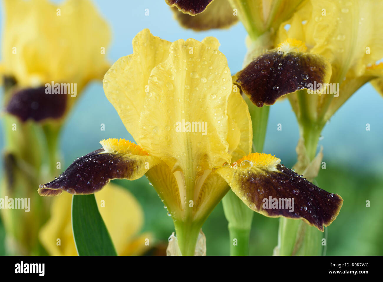Bearded iris Foto Stock
