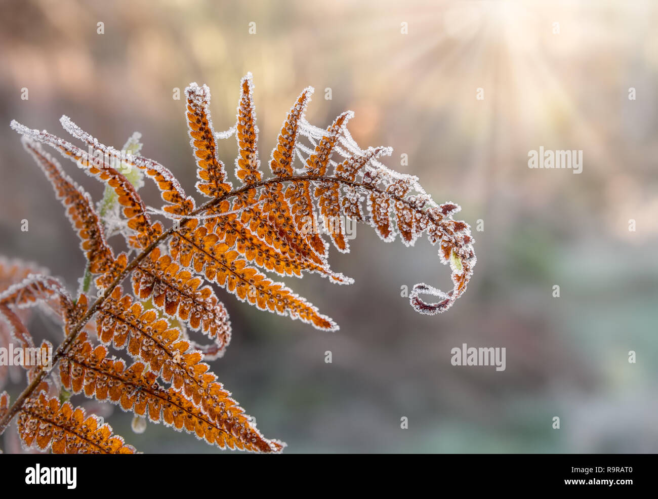 Un marrone sfumato foglia di felce con spore e le ragnatele è coperto con trasformata per forte gradiente gelo su una soleggiata mattina di dicembre Foto Stock