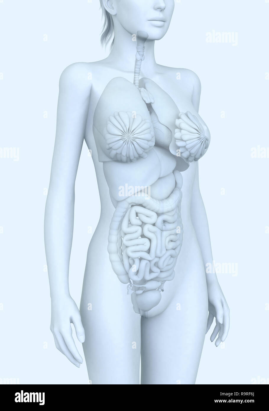 Una donna con i polmoni, cuore, fegato; tiroide; esofago e stomaco; cistifellea; pancreas, intestino tenue, colon; vescica urinaria; rene; ovaio e utero Foto Stock