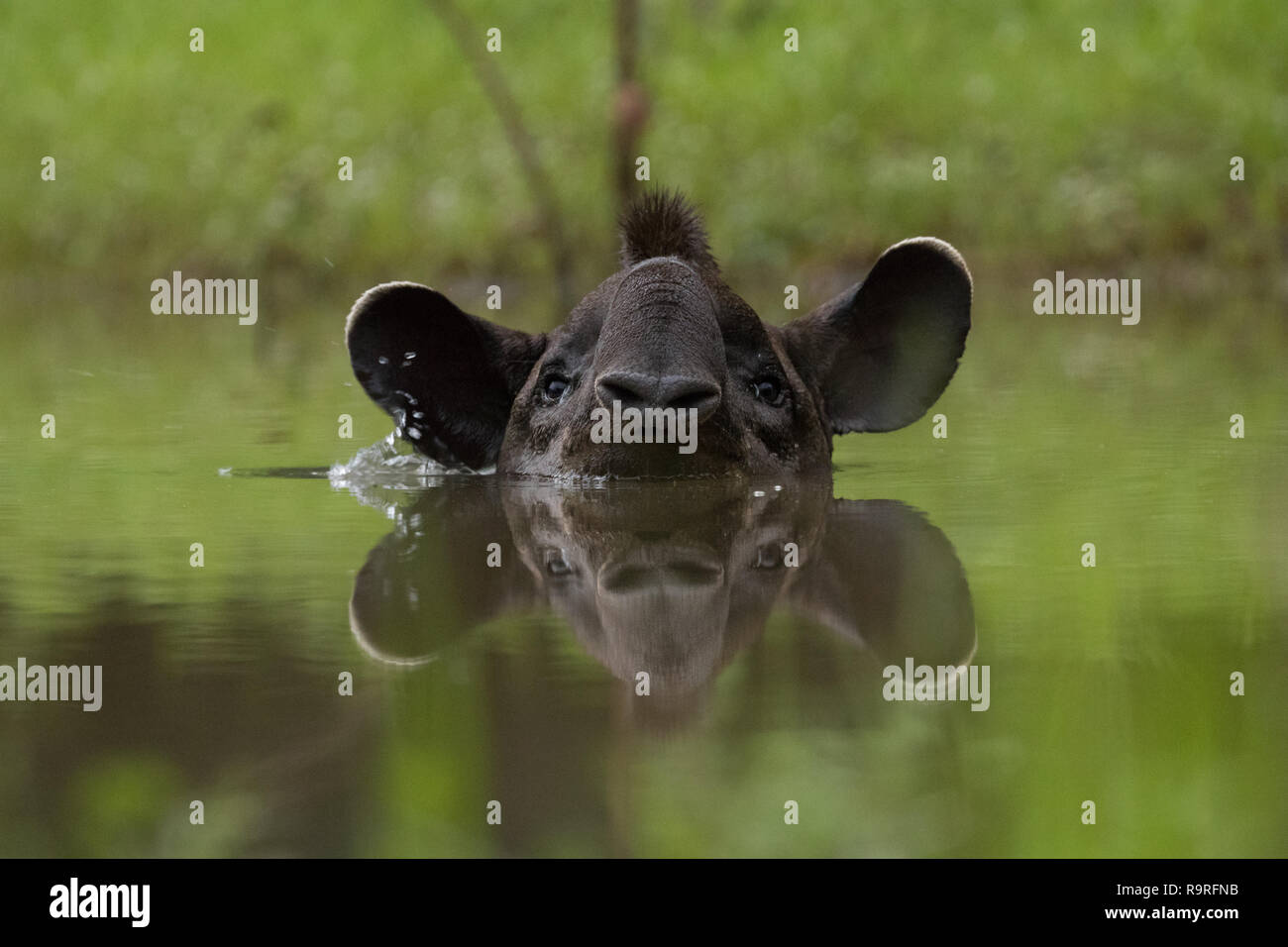 Il tapiro nel Pantanal Foto Stock