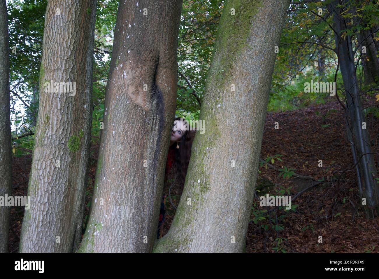 Una signora del volto fa capolino da dietro diversi tronchi faggio in un bosco inglese: nascondino Foto Stock