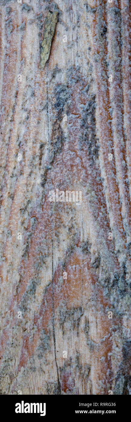 Rustico listone in legno Foto Stock