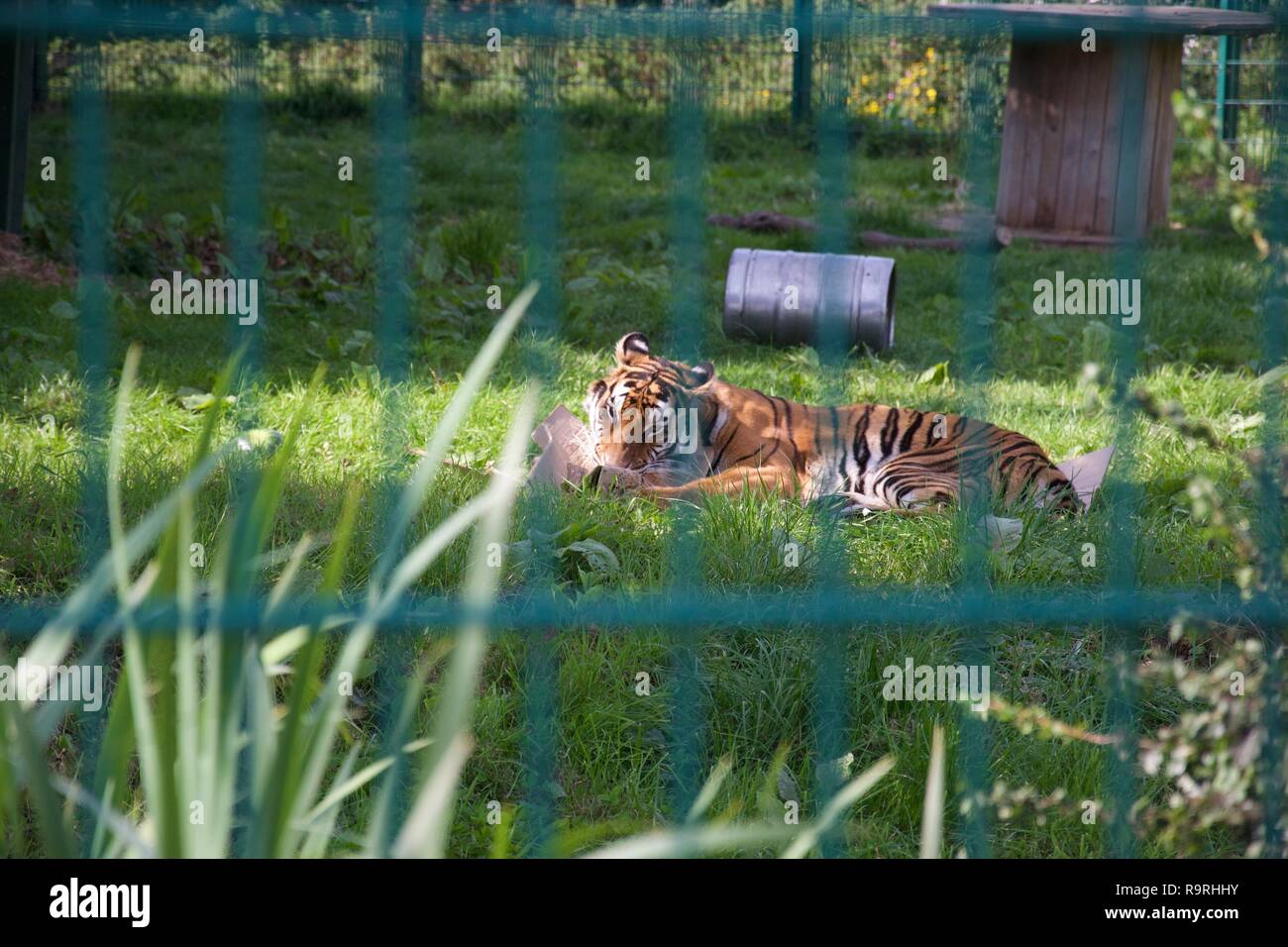 Una tigre in un involucro gioca con una scatola di cartone come un grande gattino, rotolamento sul terreno; shot attraverso le barre del suo involucro Foto Stock