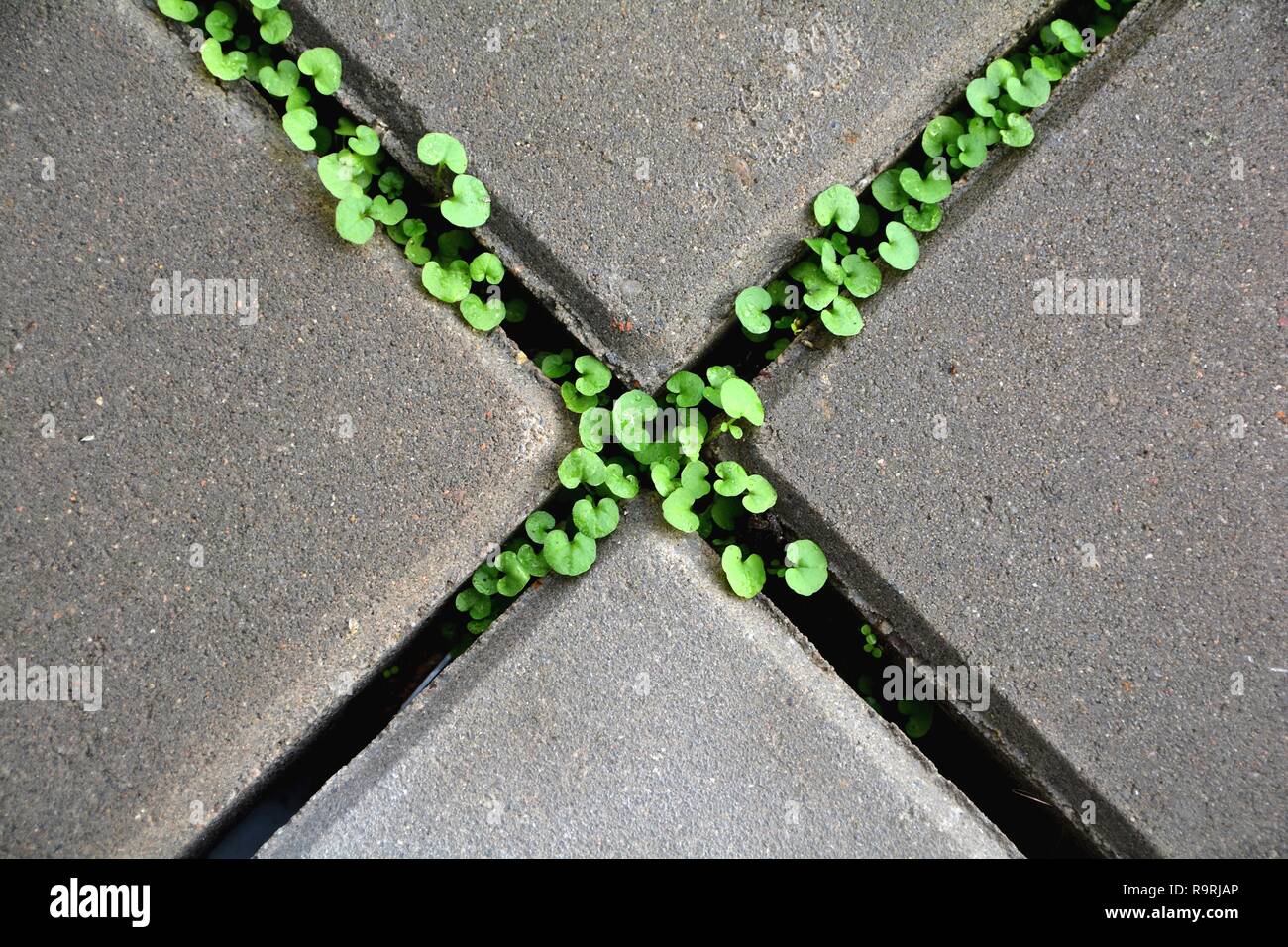 Sopravvivenza delle piante su un marciapiede Foto Stock