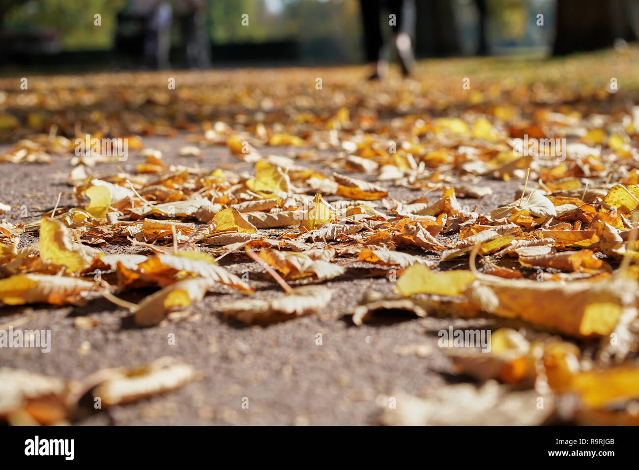 Foglie di autunno su un sentiero in autunno Foto Stock