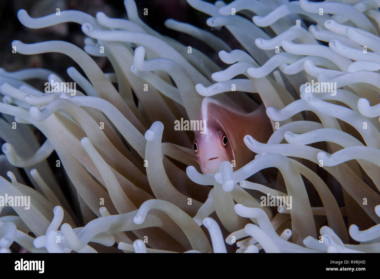 Rosa clownfish (Amphiprion perideraion) coetanei attraverso white i tentacoli di un anemone sbiancato. Ad Ambon, Indonesia Foto Stock