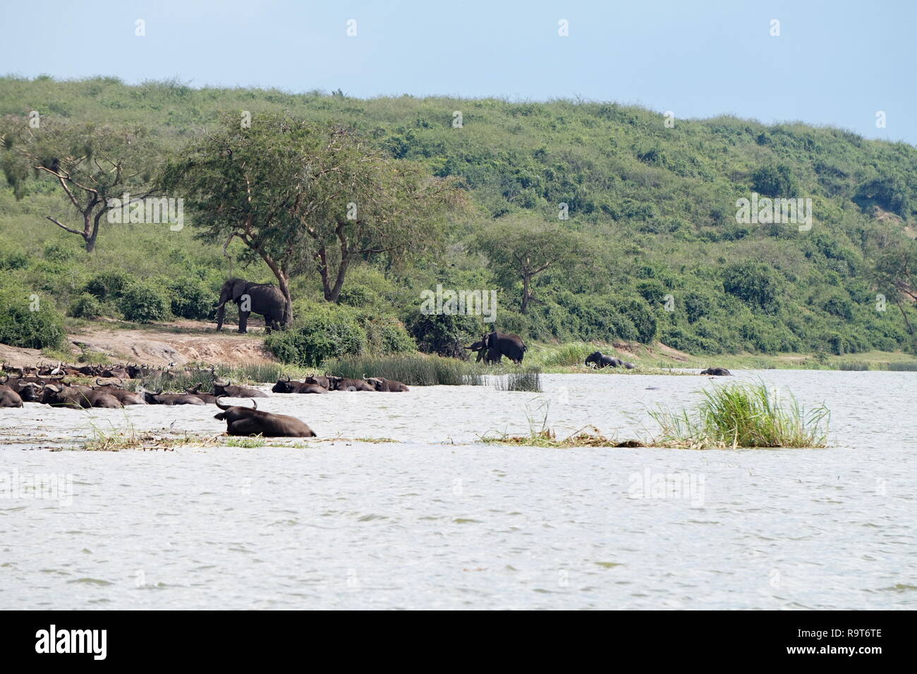 Gli elefanti e bufali balneazione nel canale Kazinga nel Parco Nazionale Queen Elizabeth, Uganda Foto Stock