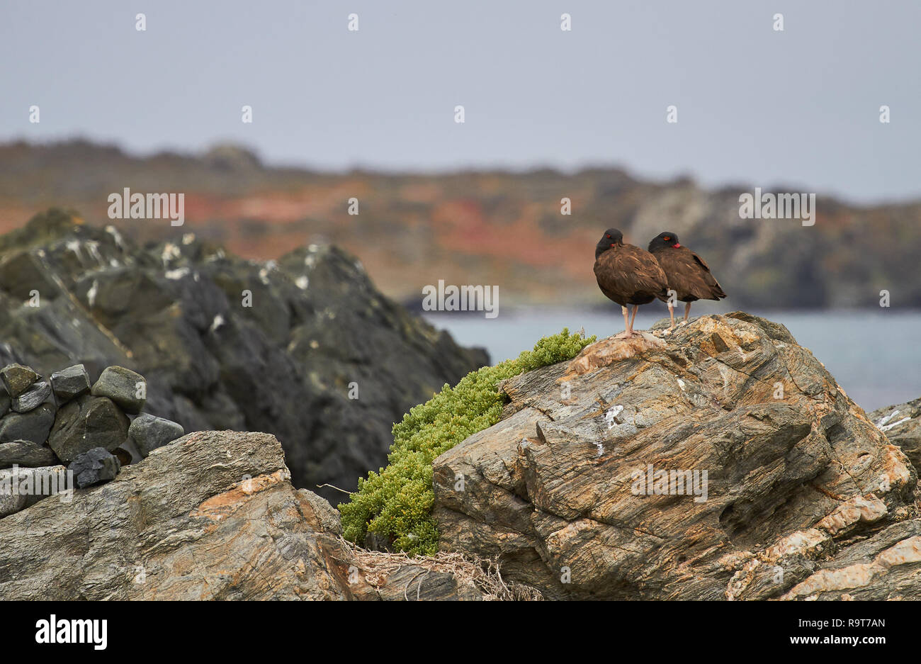 Pilpilen nel nord del Cile. Sequenza di foto - uccello in Cile Foto Stock