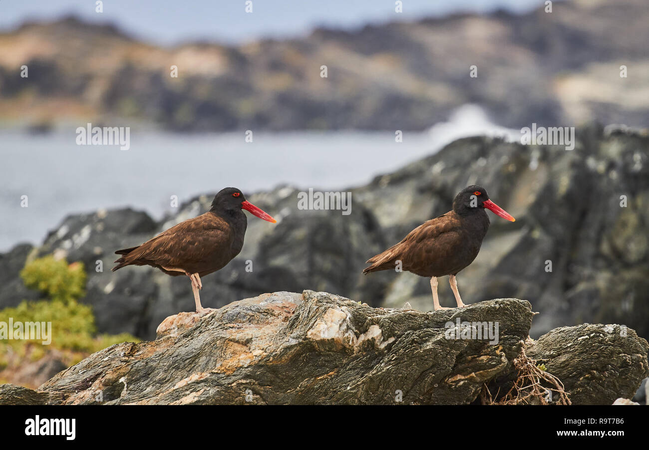 Pilpilen nel nord del Cile. Sequenza di foto - uccello in Cile Foto Stock