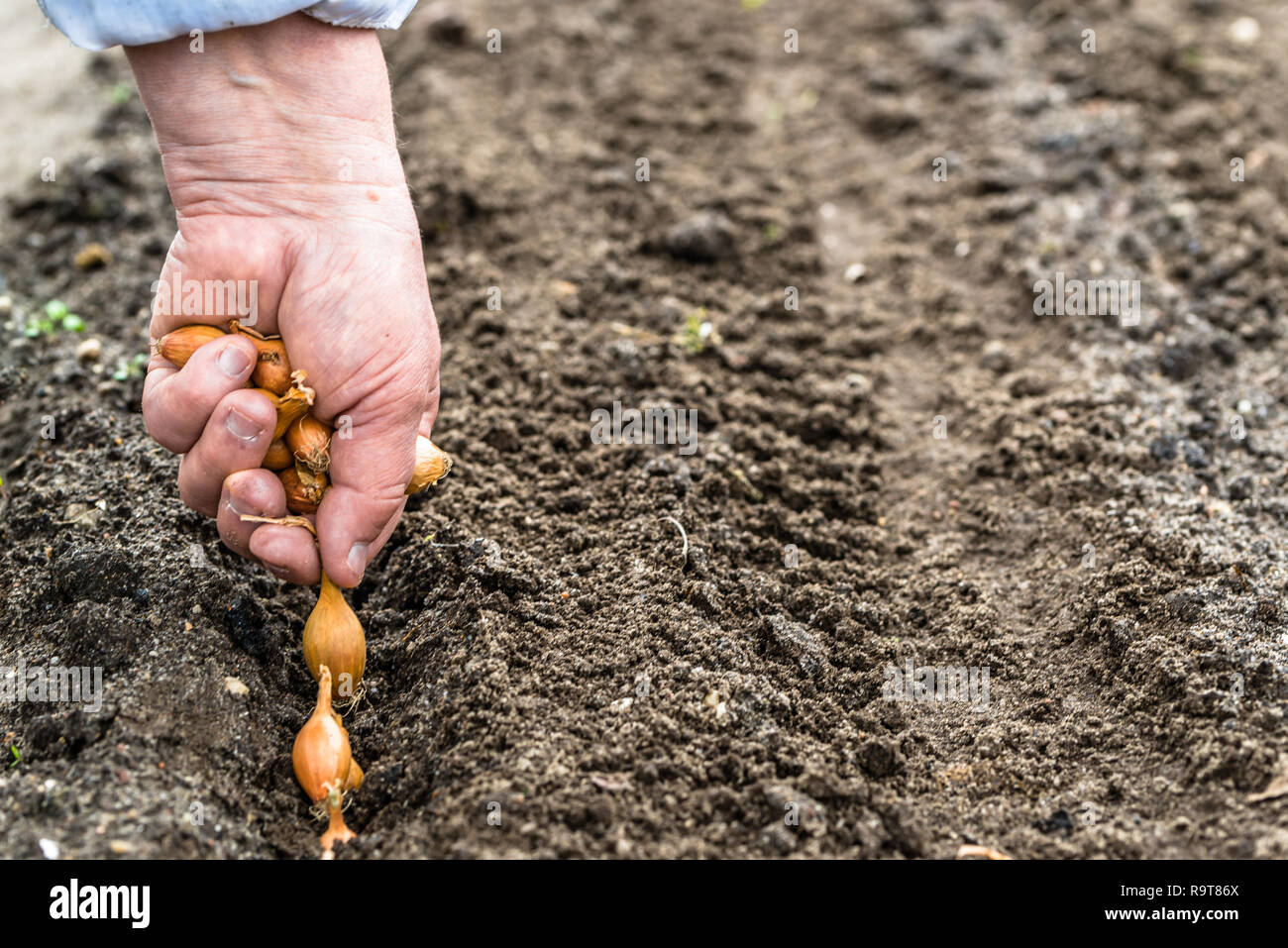 Agricoltore la mano di piantare semi di cipolla nell'orto. La semina Cipolle  sulla fattoria biologica del concetto Foto stock - Alamy