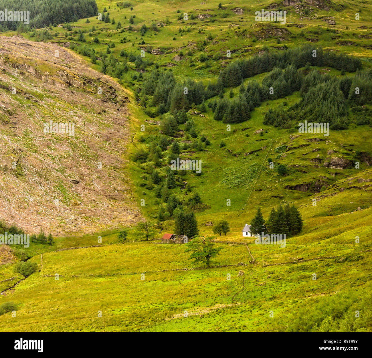 Vista panoramica di Argyll Forest Park nelle Highlands della Scozia Foto Stock