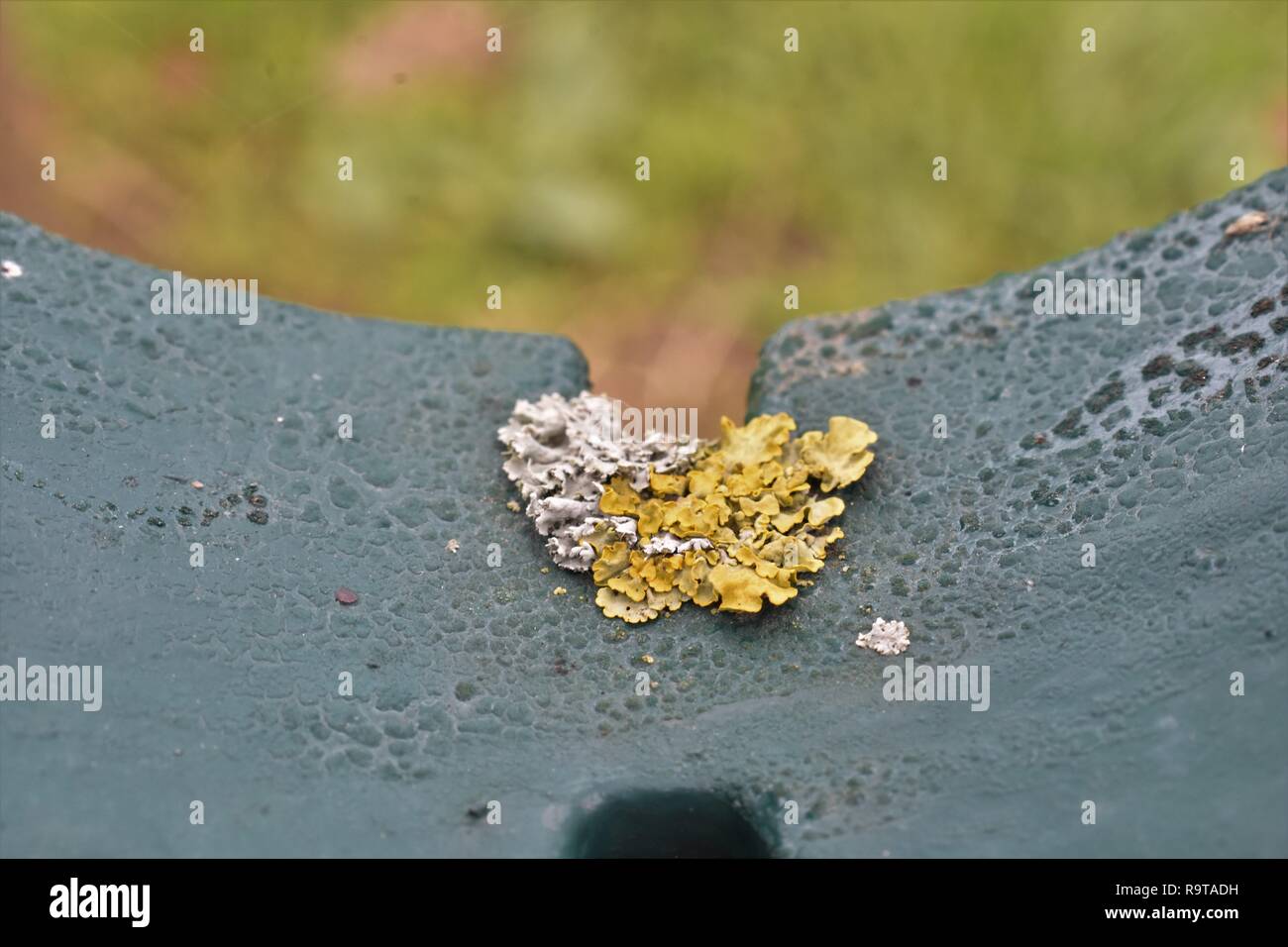 Lichene Foto Stock