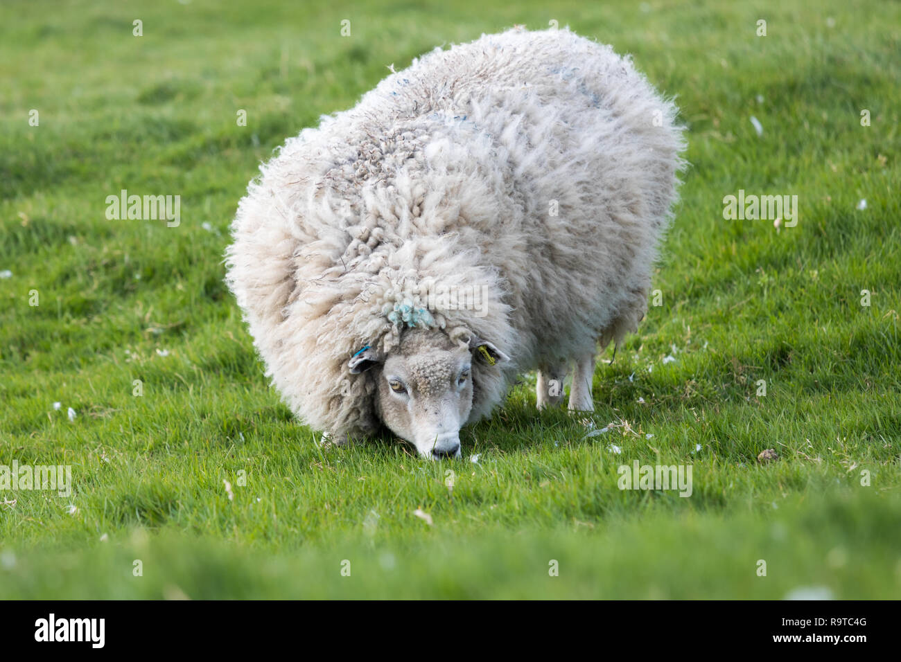 feeding-shetland-sheep-immagini-e-fotografie-stock-ad-alta-risoluzione